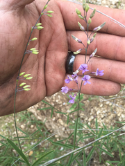Pediomelum linearifolium