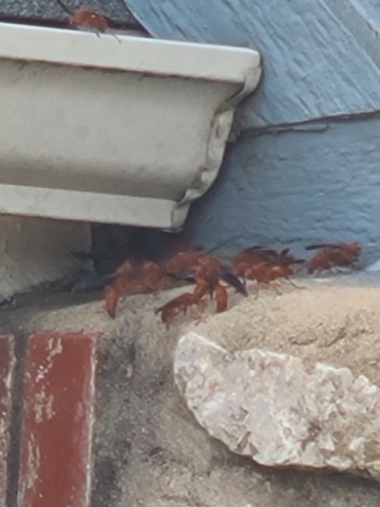 Coarse Backed Red Paper Wasp From Coweta Ok Usa On February