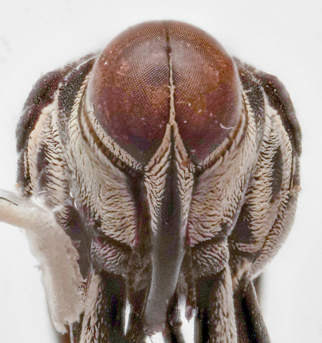 Macrocopturus suturalis