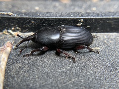 Scyphophorus