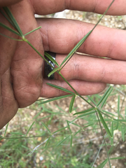 Pediomelum linearifolium