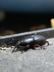 Scyphophorus