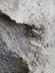 Pachygrapsus