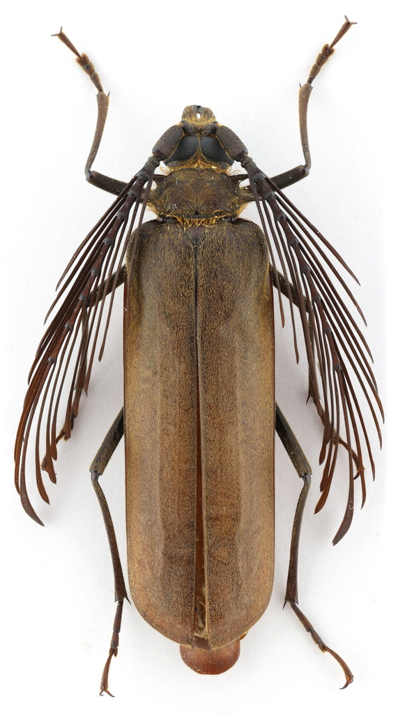 Sarifer seabrai