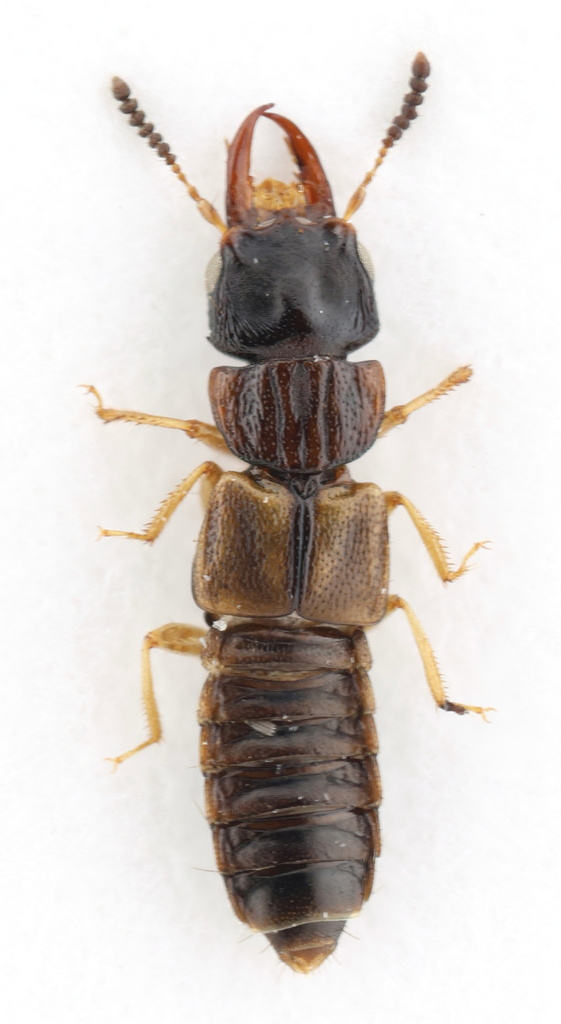 Anotylus insignitus
