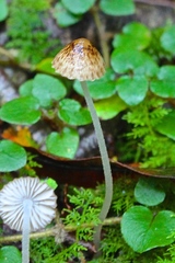 Pseudohydropus parafunebris