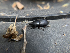 Scyphophorus
