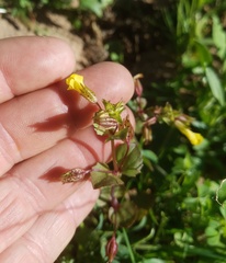 Erythranthe glabrata