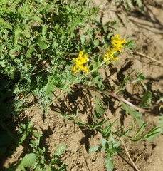 Corydalis curvisiliqua
