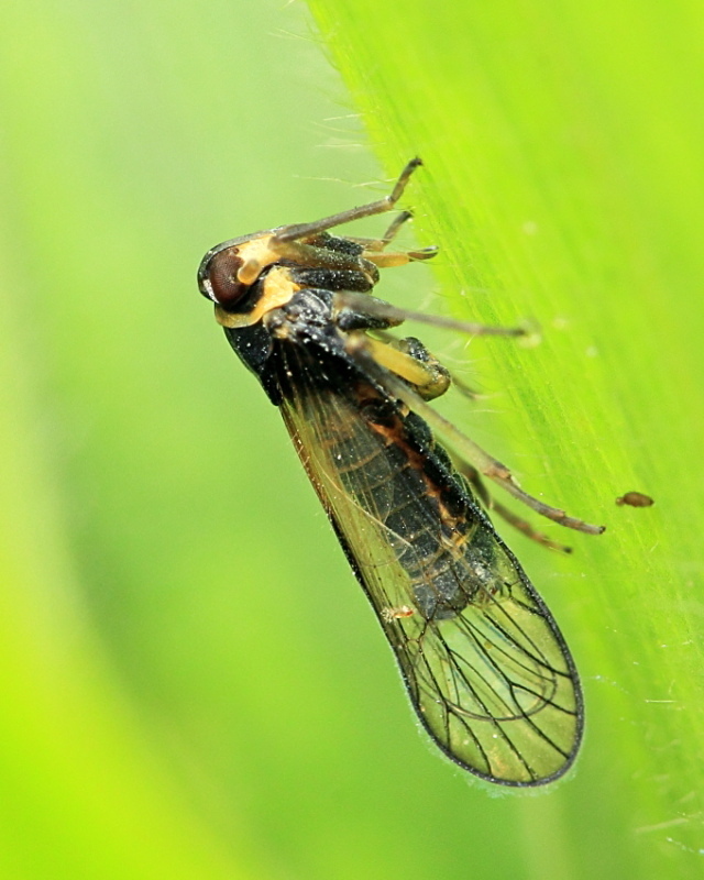 Columbisoga