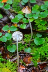 Pseudohydropus parafunebris