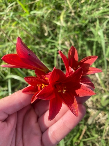 Image of Zephyranthes bifida by (c) Mirko Duimich, some rights reserved (CC BY)