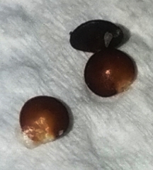 Corydalis curvisiliqua