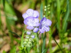 Phacelia hirsuta