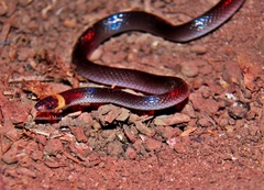 Enulius flavitorques