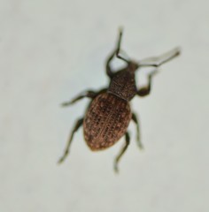 Otiorhynchus raucus