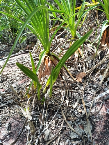 Encyclia granitica, photograph 3