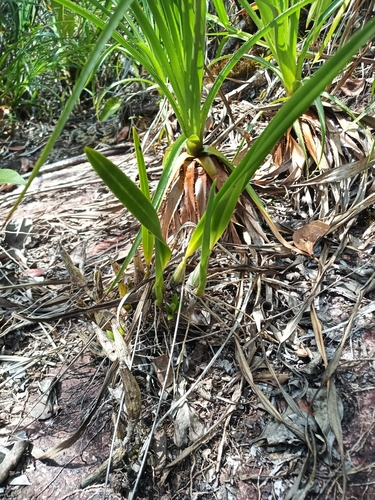 Encyclia granitica, photograph 4