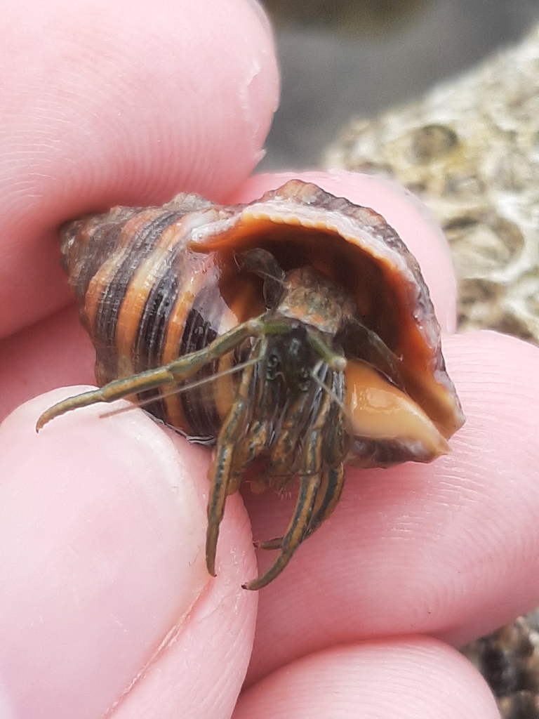 widestripe hermit