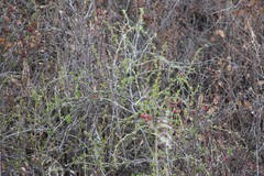 Ribes oxyacanthoides