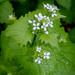 Garlic Mustard - Photo (c) 57Andrew, some rights reserved (CC BY-NC-ND)
