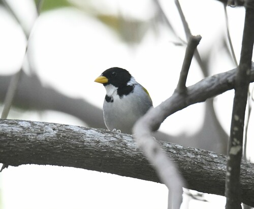 Golden-winged Sparrow (Arremon schlegeli), photo 8