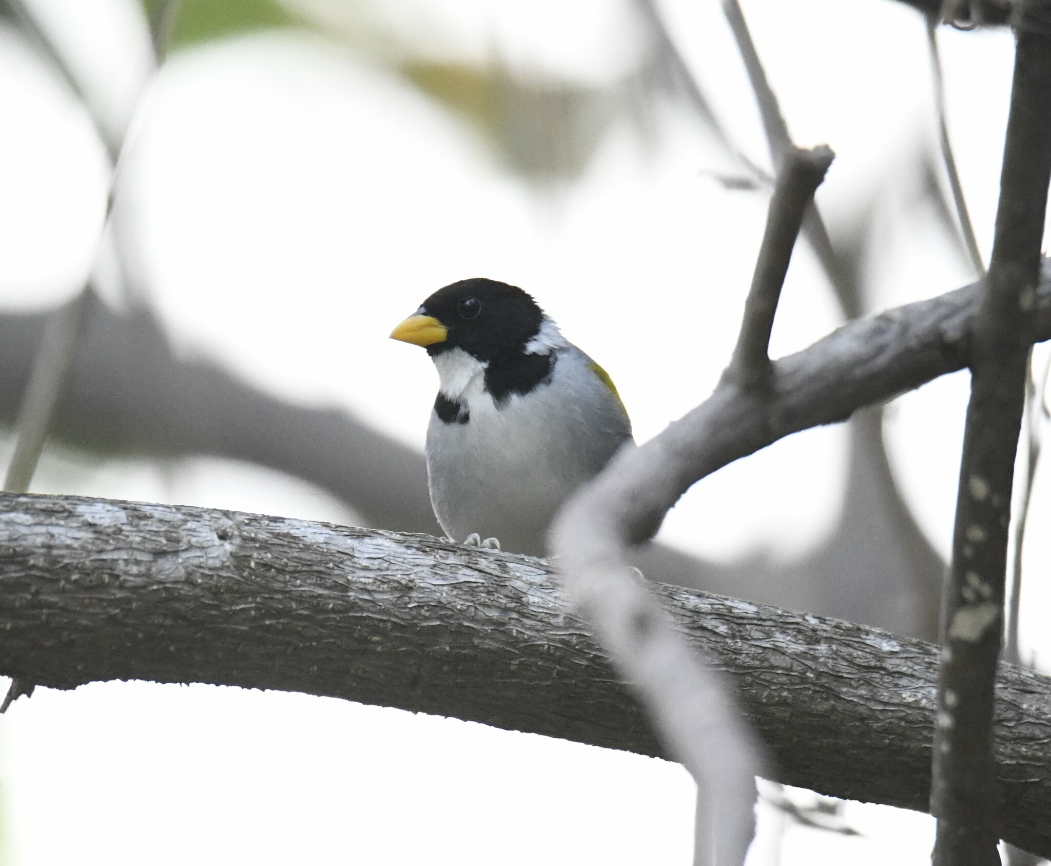 Golden-winged Sparrow (Arremon schlegeli), photo 8