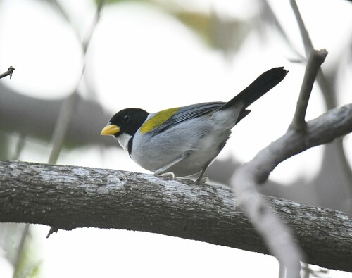 Golden-winged Sparrow (Arremon schlegeli), photo 7