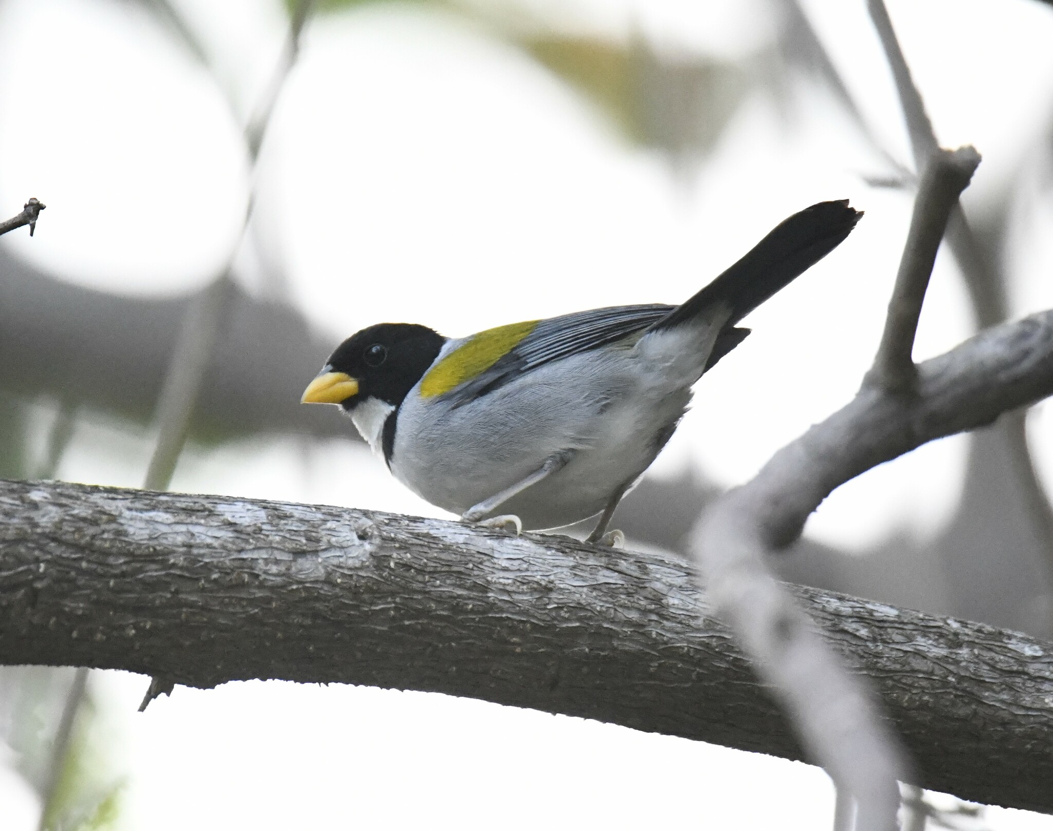 Golden-winged Sparrow (Arremon schlegeli), photo 7