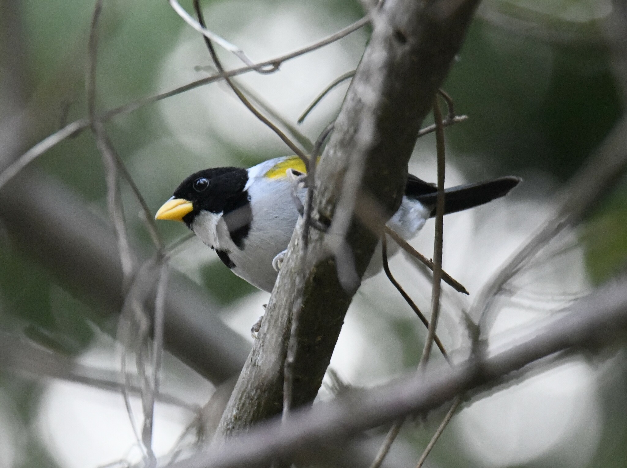 Golden-winged Sparrow (Arremon schlegeli), photo 9