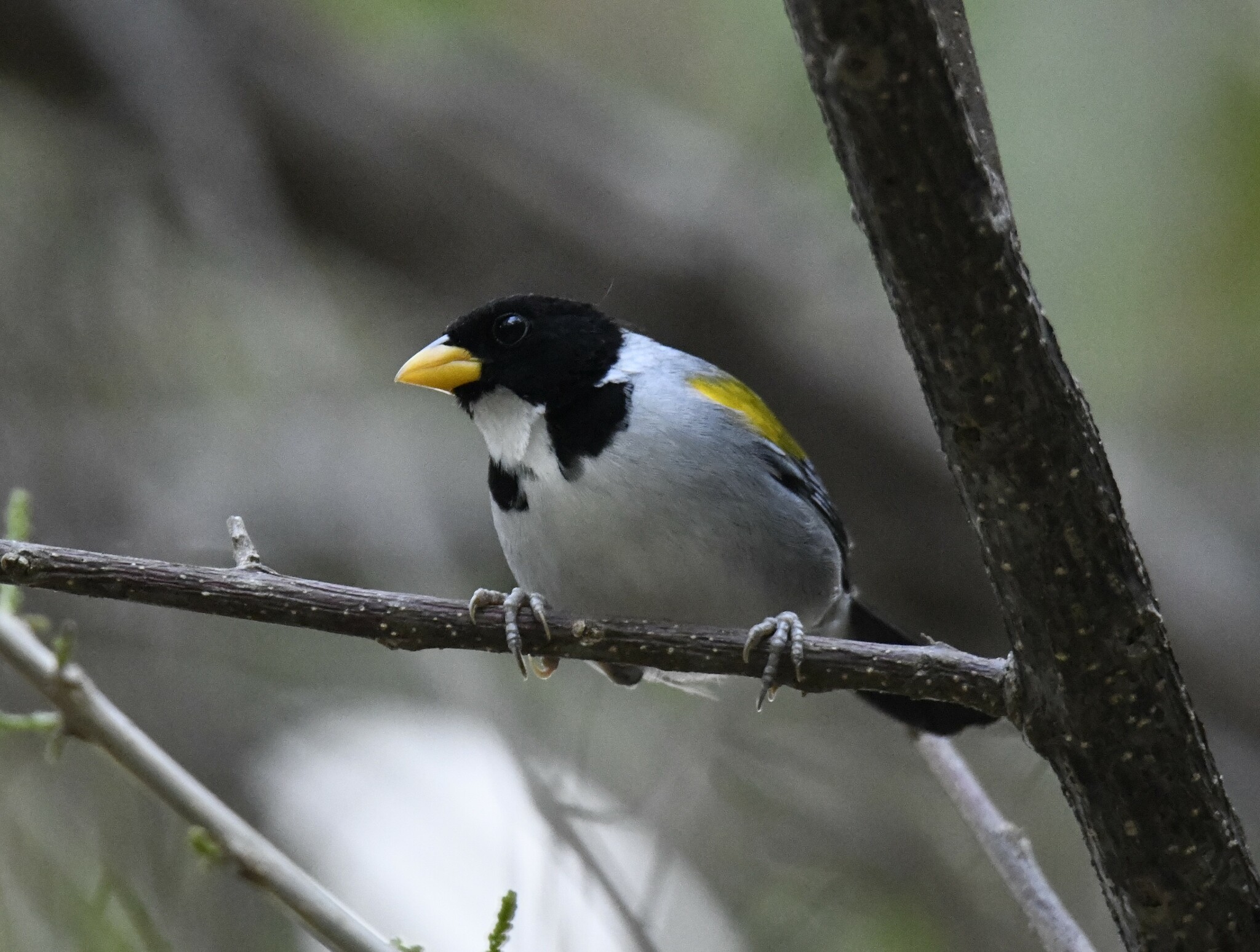 Golden-winged Sparrow (Arremon schlegeli), photo 10