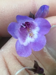 Penstemon tenuis