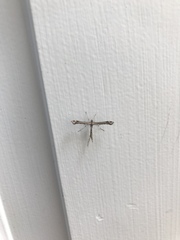 Anstenoptilia marmarodactyla