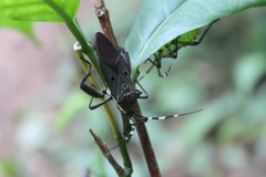 Molchina compressicornis