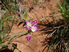 Allium drummondii