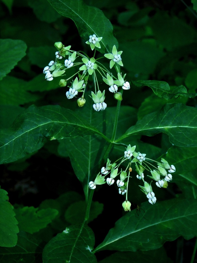 poke milkweed