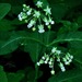 Poke Milkweed - Photo (c) Michael J. Papay, some rights reserved (CC BY), uploaded by Michael J. Papay