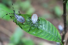Molchina