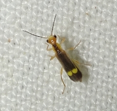 Malthinus occipitalis