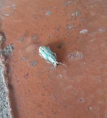 Compsus viridivittatus