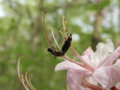 Bibio articulatus