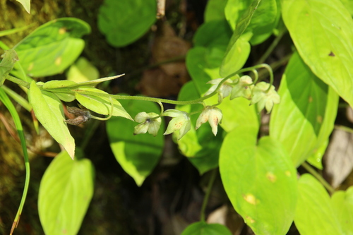 Omphalodes cappadocica iNat (3)