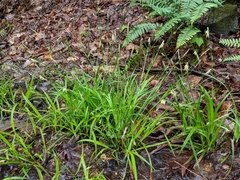 Carex laxiculmis copulata
