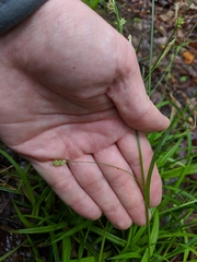 Carex laxiculmis copulata