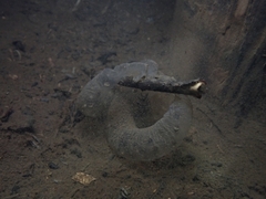 Iwaki Salamander photo 2