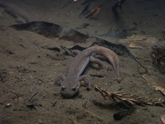 Iwaki Salamander photo 1