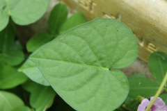 Ipomoea aristolochiifolia