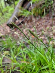 Carex laxiculmis copulata