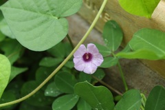 Ipomoea aristolochiifolia