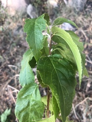 Acalypha pubiflora
